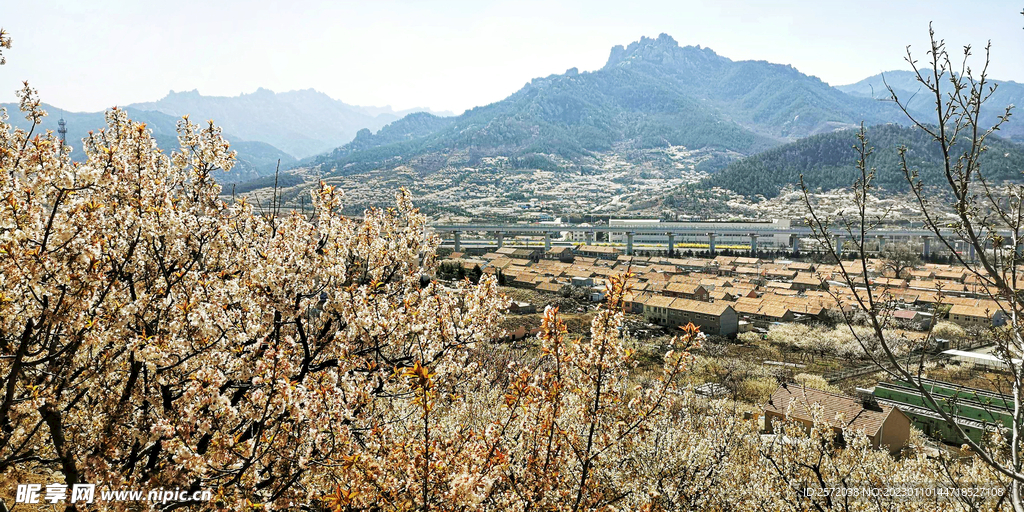 青岛崂山樱桃谷