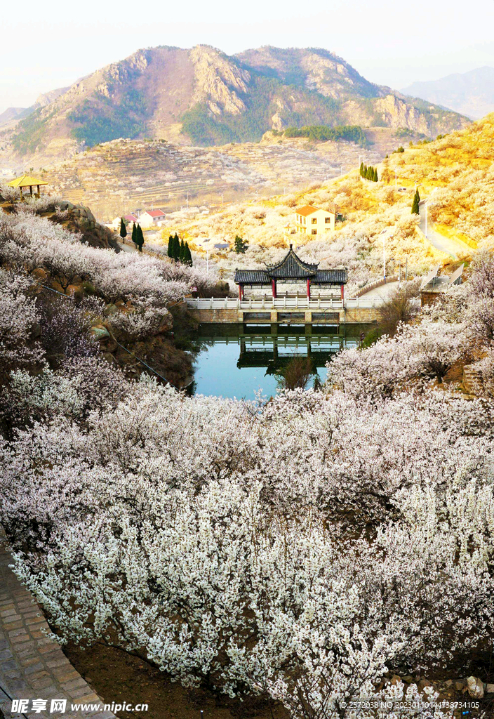 青岛崂山樱桃谷