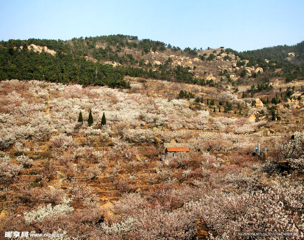 青岛崂山樱桃谷