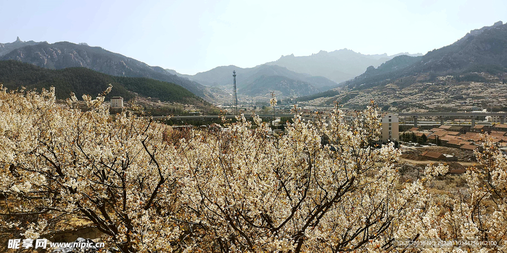 青岛崂山樱桃谷