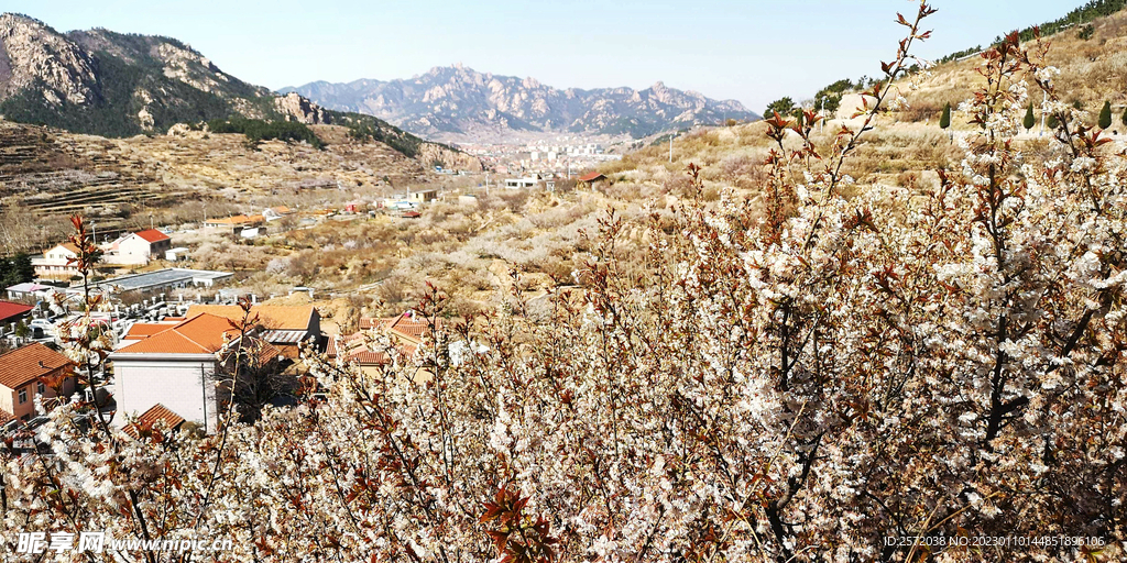 青岛崂山樱桃谷