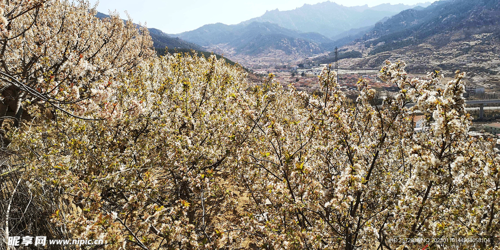 青岛崂山樱桃谷