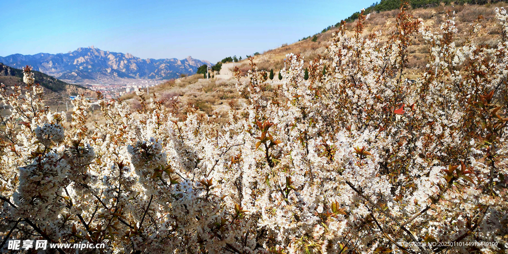 青岛崂山樱桃谷