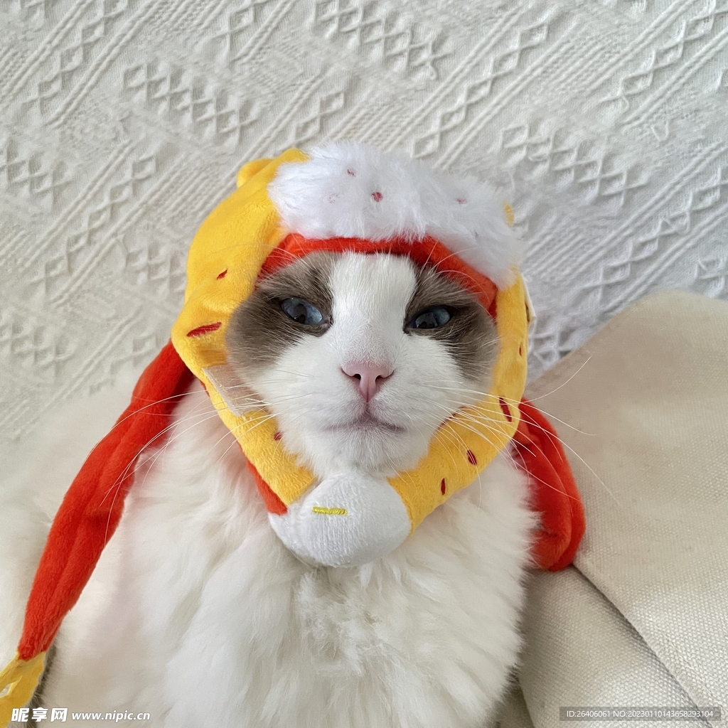 布偶猫