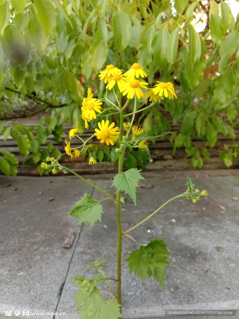 小黄花