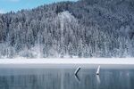 山
