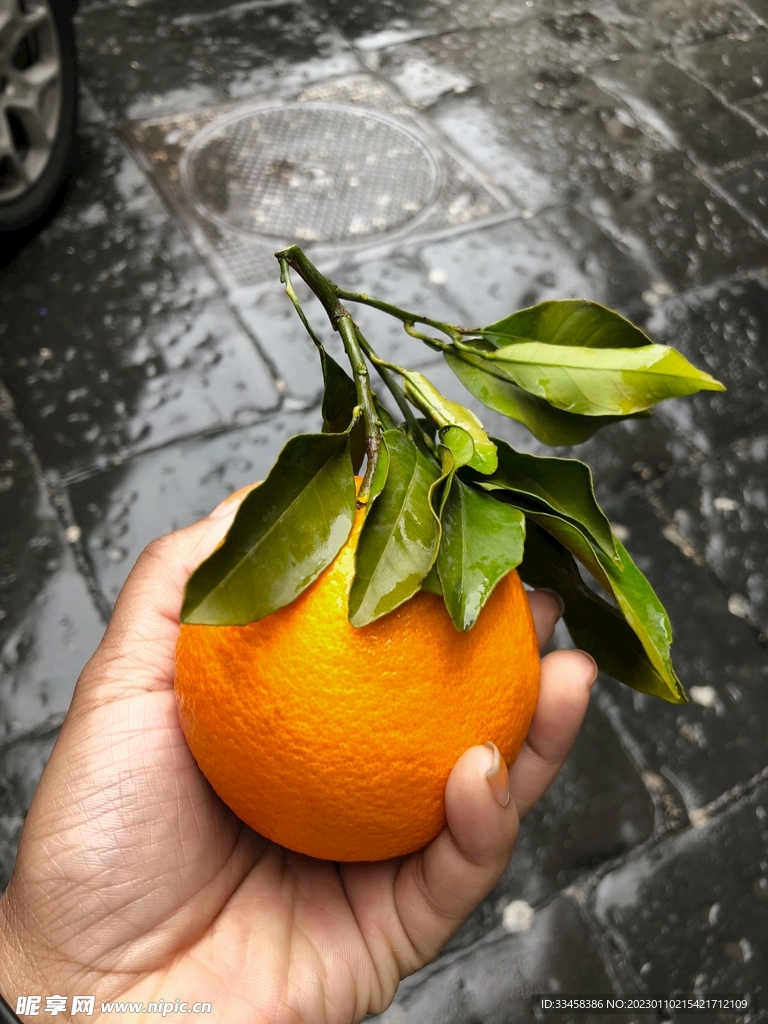 橙子