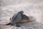 沙滩的乌龟