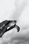 黑白乌龟