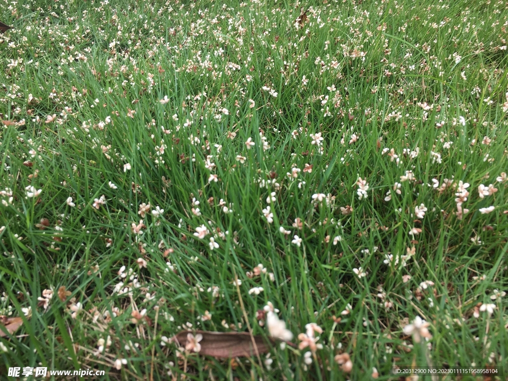 洒落桂花