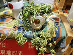 绿植