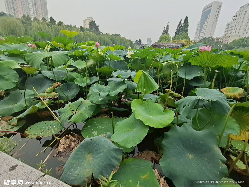 荷塘荷花