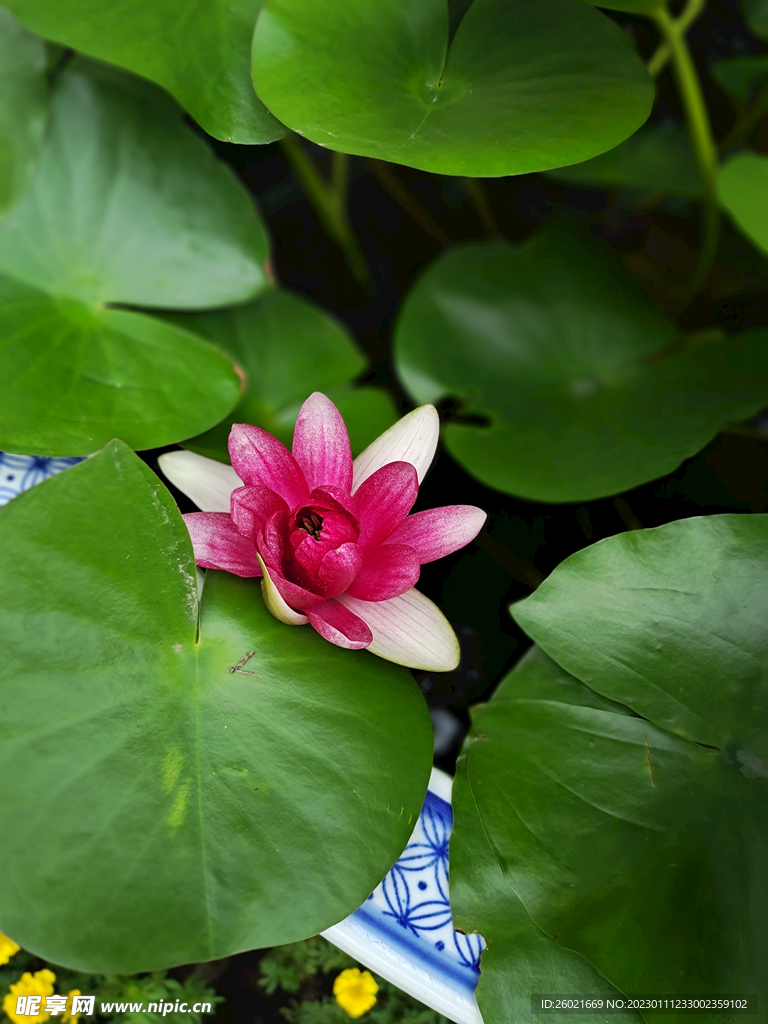 荷花