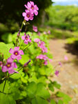 粉丝野花