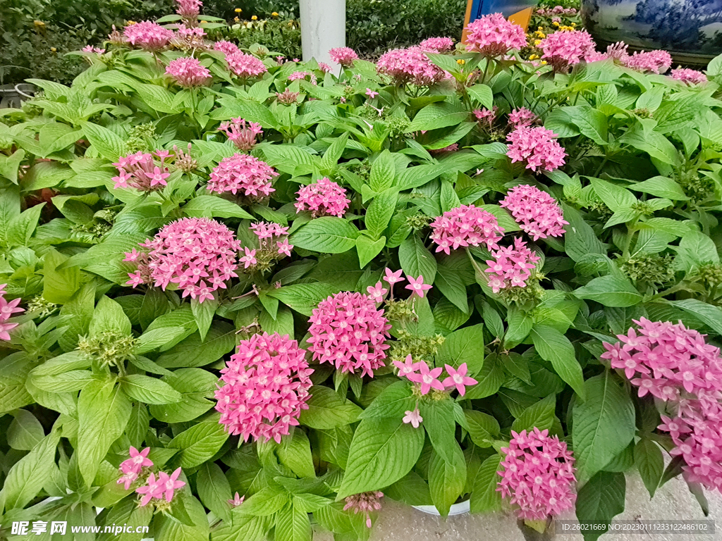 野花