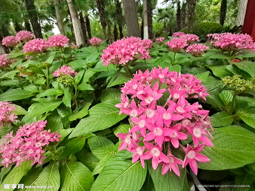 野花