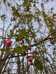 公园桃花