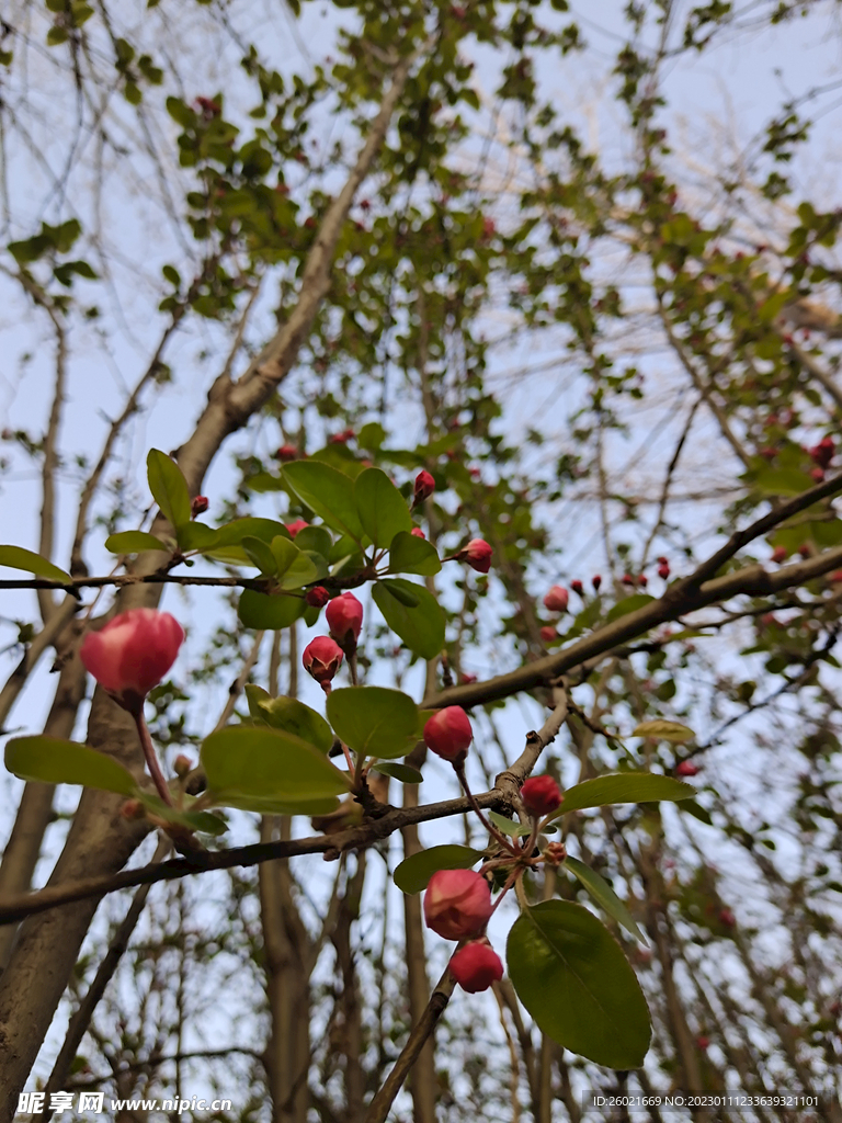 公园桃花