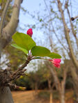 开花
