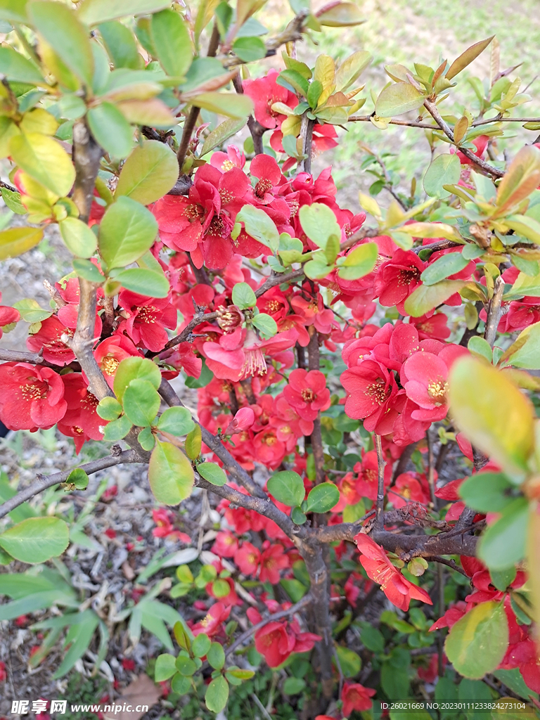 野花野草