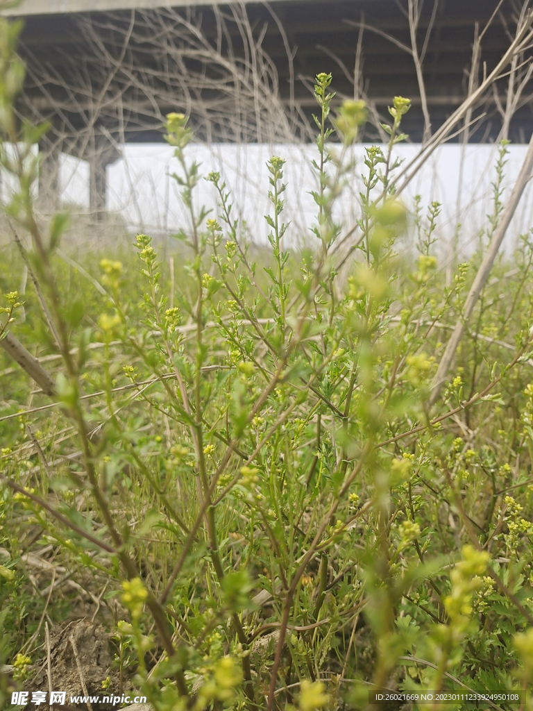 野草