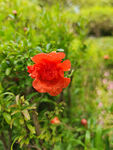 绿草鲜花