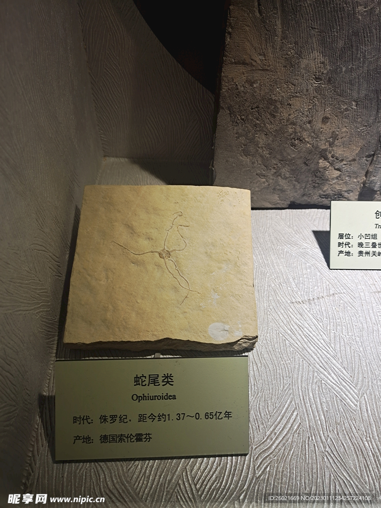 恐龙化石