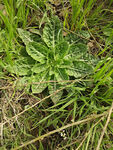 野菜