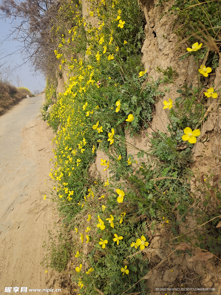 野花