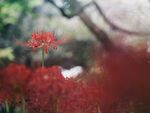 彼岸花            