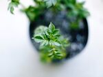 发芽             