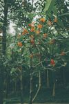 桂花             