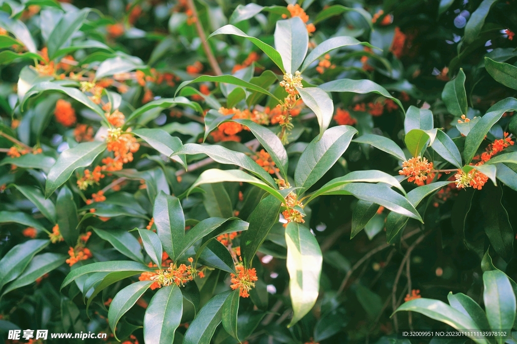 桂花             