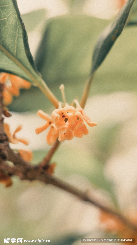 桂花             