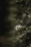 金银花            