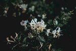 金银花            