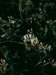 金银花            