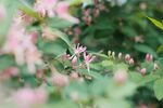 金银花            