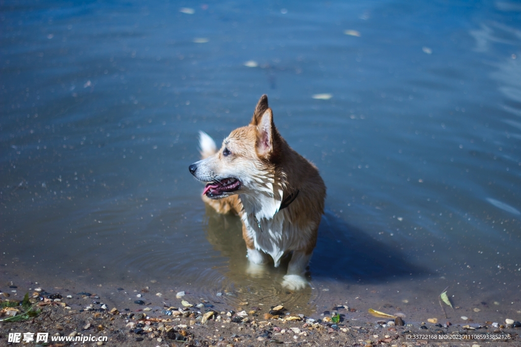 狐狸