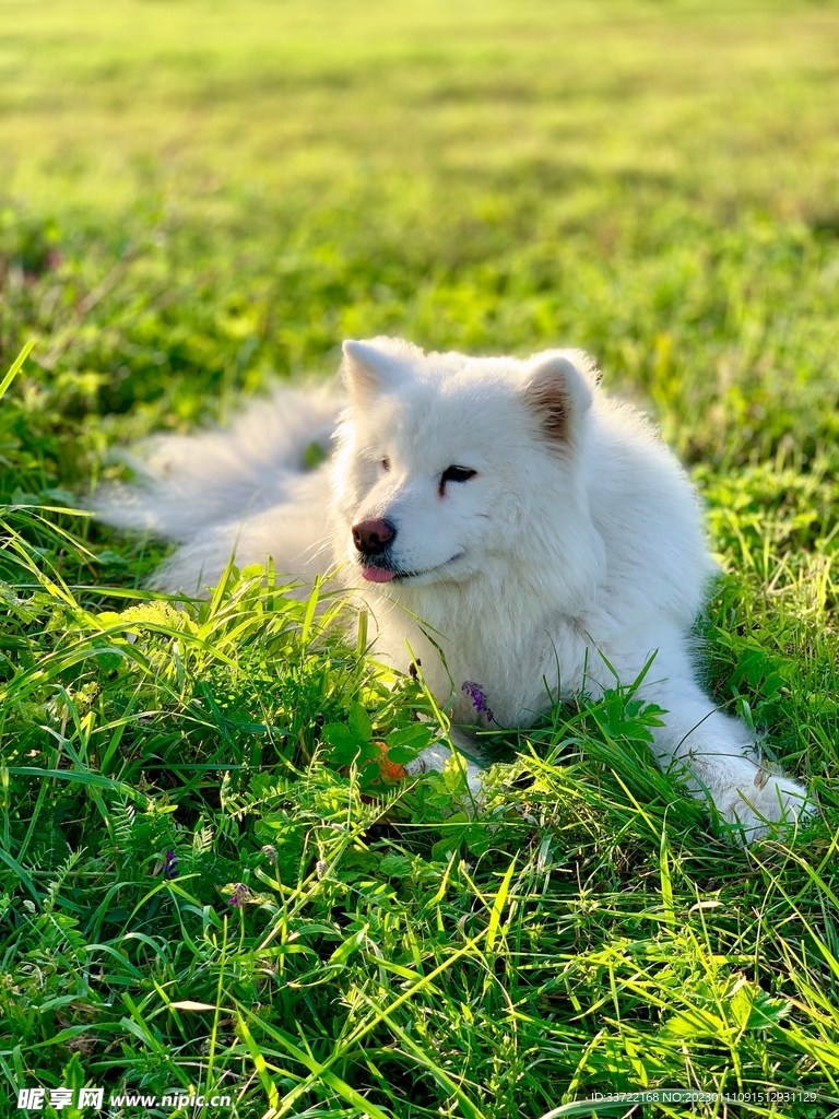 狐狸