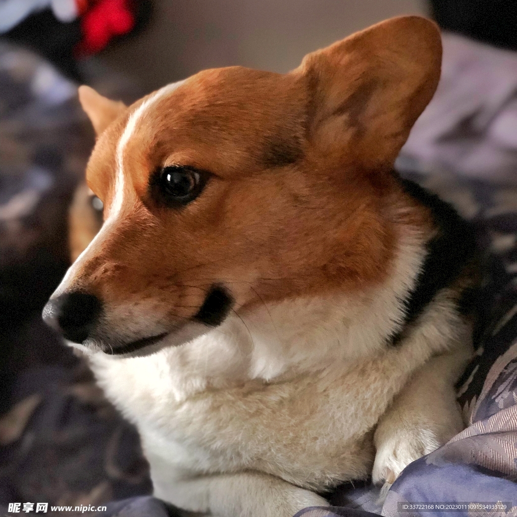 狐狸