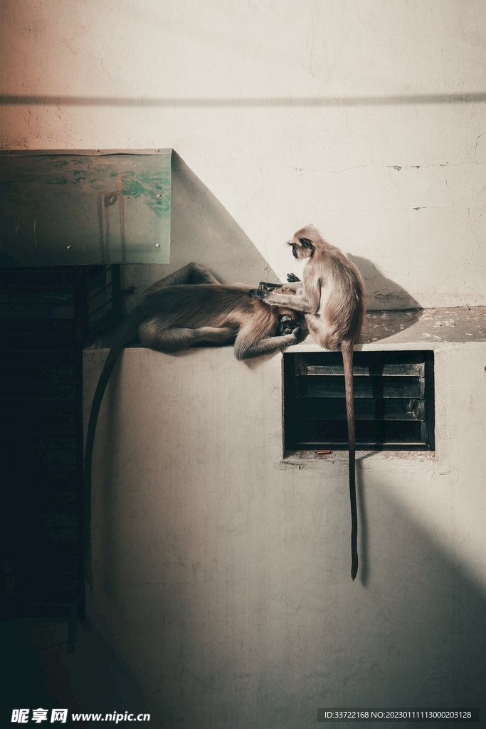 猴子