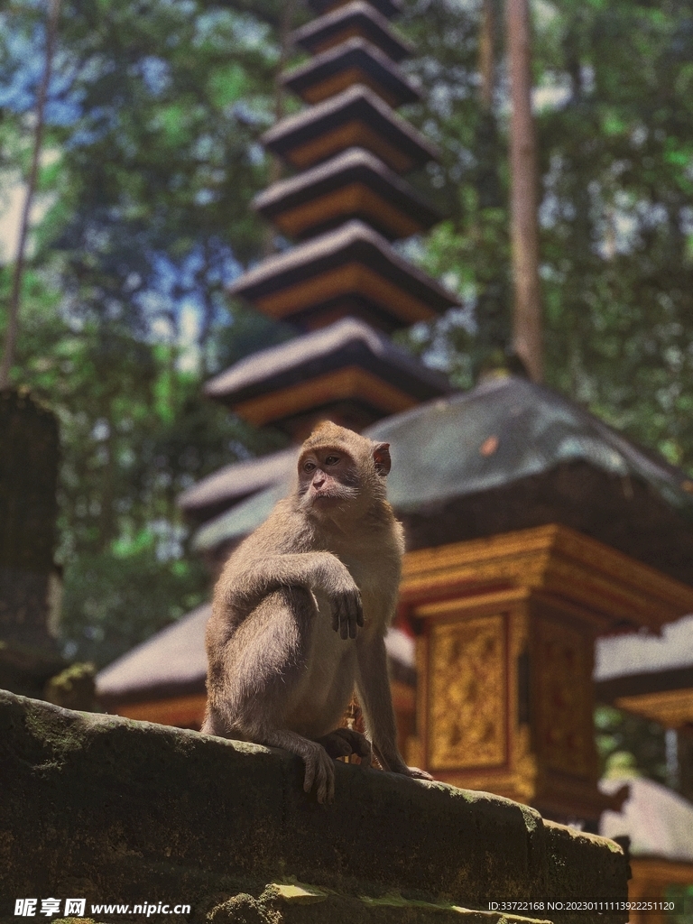 猴子