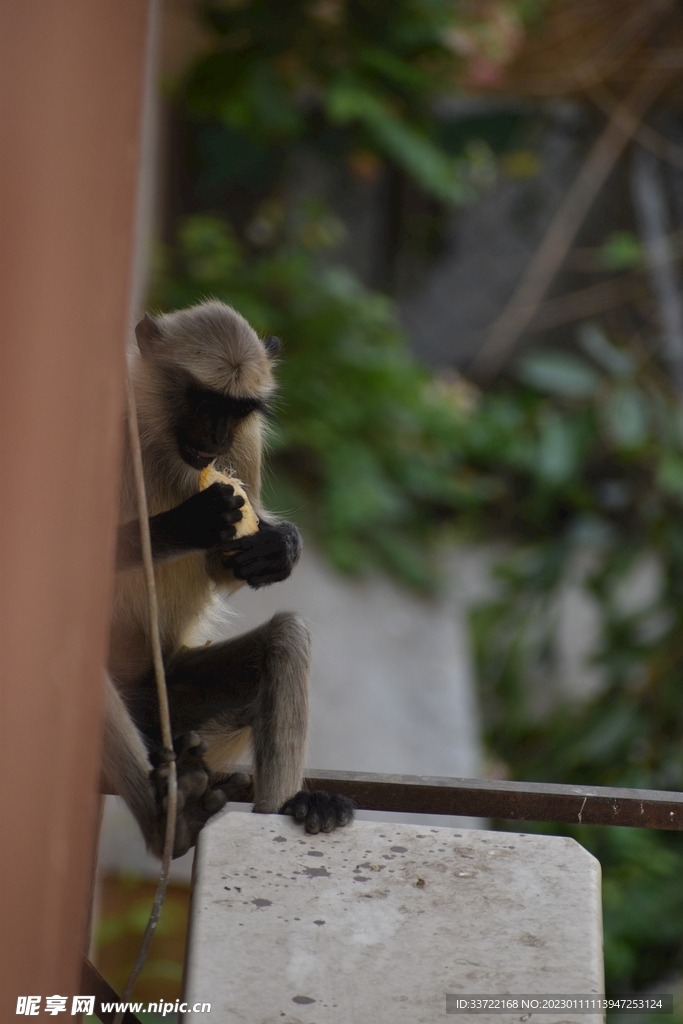 猴子