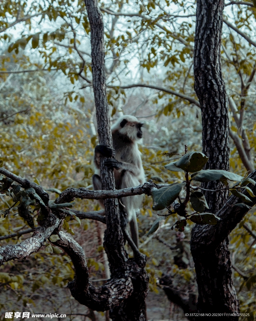 猴子