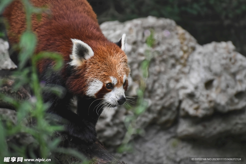 小熊猫