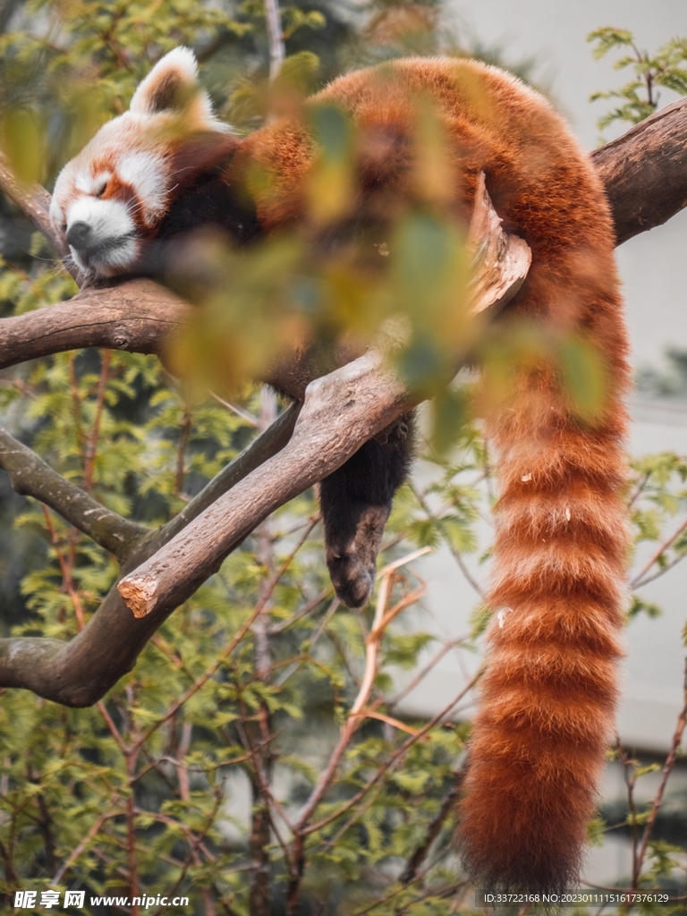小熊猫
