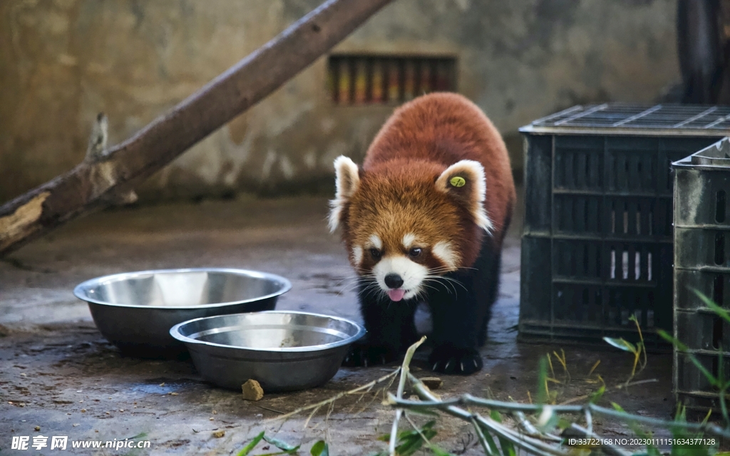 小熊猫