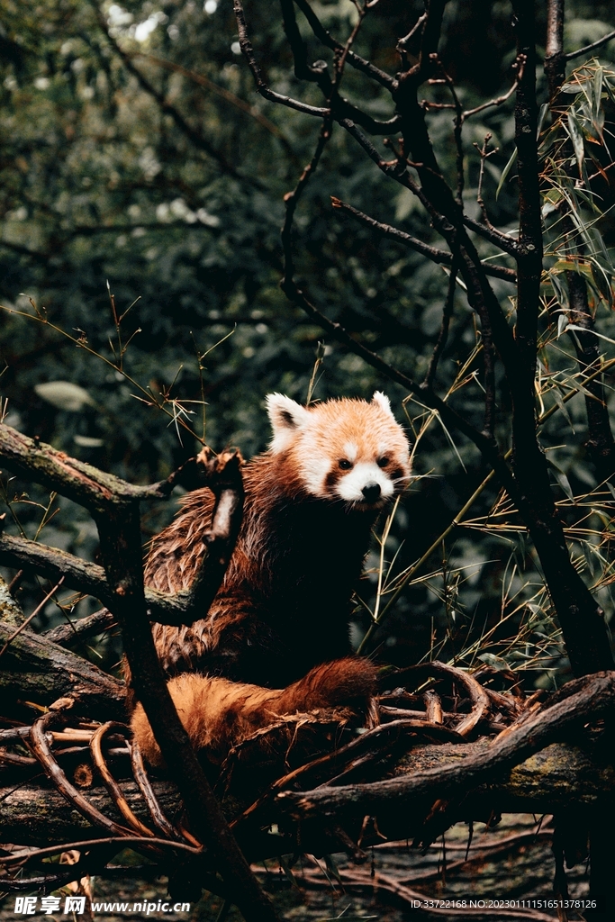 小熊猫