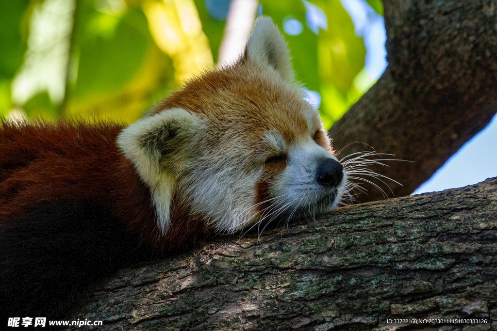 小熊猫